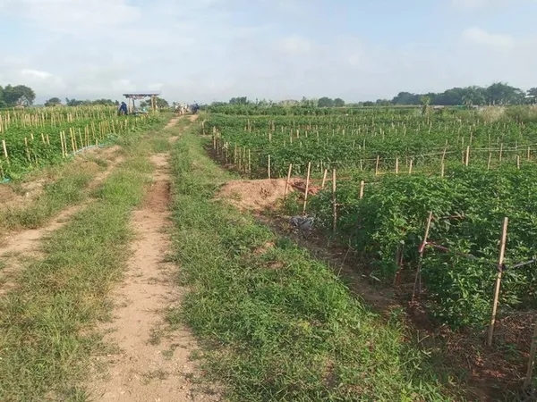 จากใจคนขายถึงใจผู้ซื้อ ที่สวยติดแม่น้ำน่าน น้ำใสไหลรินตลอดปี ต.ศรีภูมิ อ.ท่าวังผา จ.น่าน ขาย 800000 วิวดีสวยมาก 09688218