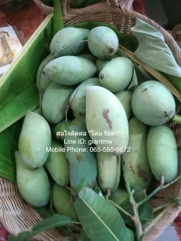 ที่ดิน ขายที่ดินสวนผลไม้หลากหลายชนิด อ.เมืองนครปฐม 3-3-90 ไร่ (1,590 ตร.ว.) 5000000 B. area 90 Square Wah 3 ngan 3 Rai ไ