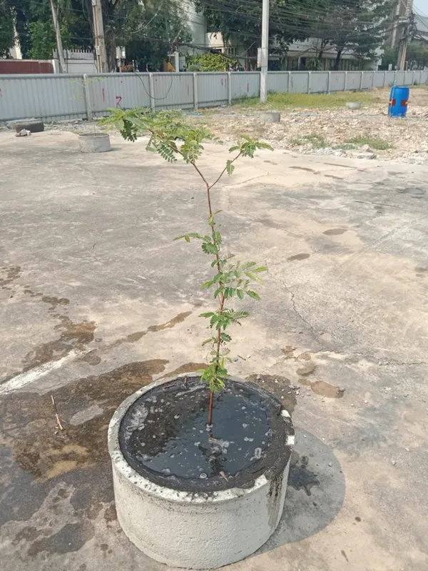 ขายที่ดิน สุขุมวิท 39 ทางผ่านทะลุไป ซ.เพชรบุรี 38/1