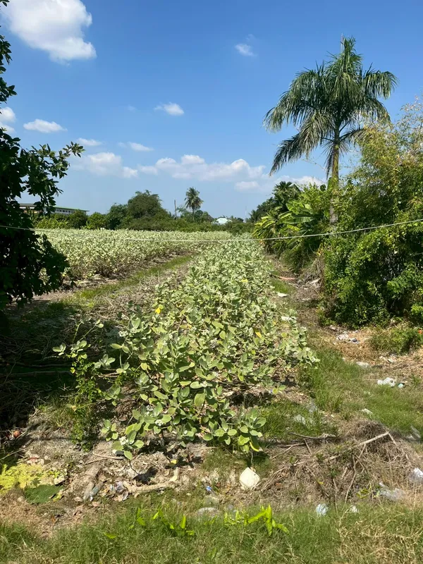 ขายที่ดิน 5ไร่ ต.สวนหลวง อ.กระทุ่มแบน จ.สมุทรสาคร ที่สวย