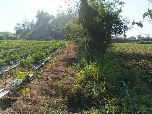 เล็งทรัพย์ดีเก็งเก็บอนาคต ที่ติดแม่น้ำโขง ต.กุดบง อ.โพนพิสัย จ.หนองคาย หลังติดแม่น้ำโขง ไร่ละ 2ล้านบาท โทร 096-882-1857