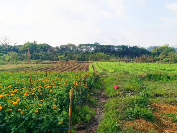 ที่ดิน 5 ไร่ บนดอยอินทนนท์ ติดลำน้ำแม่กลาง จอมทอง เชียงใหม่ ขนาด 5 ไร่ 2 งาน 42 ตร.วา (โฉนด)