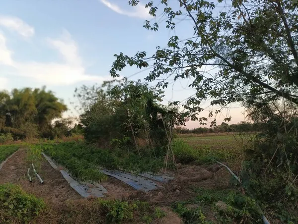 คุยง่ายขายคล่องให้ทางเลือก ที่ติดแม่น้ำโขง ต.กุดบง อ.โพนพิสัย จ.หนองคาย หลังติดแม่น้ำโขง ไร่ละ 2ล้านบาท โทร 096-882-1857