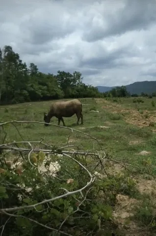 คุยง่ายขายคล่องให้ทางเลือก ขายที่ดินสวยติดภูเขา เทือกเขายาวเรียงแนว ดินดีสมบูรณ์ทรัพย์ในดิน ฟ้าใสวิวหลักล้าน ต.นาจาน อ.ส