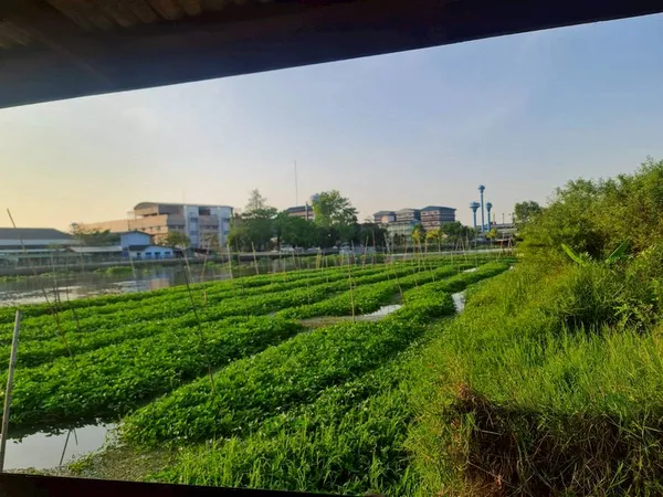 ขายที่ดินเปล่า ตืดแม่น้ำท่าจีน ตรงสุดหมู่บ้านกฤษดานคร 27 มารีน่า หอมเกร็ด สามพราน นครปฐม ราคาดีทำเลดีมาก ติดต่อผึ้งรติ 0619419639