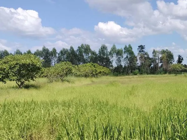 ขายที่ดินอุบลฯ สวยๆ 5 ไร่  เพียง 800,000 บาท เท่านั้น ถูกกว่านี้ไม่มีอีกแล้ว!!