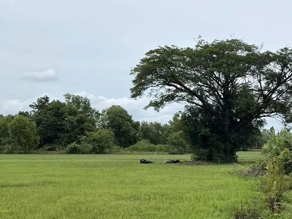 ขายที่ดินสวย ทำเลดี เมืองศรีสะเกษ 5 ไร่ ราคาเพียงล้านสอง เท่านั้น!