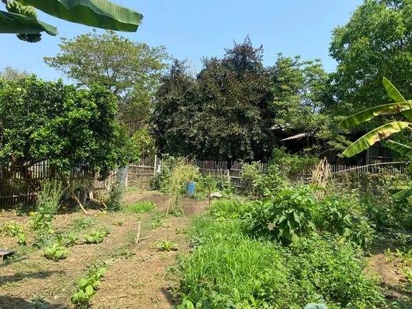 ขายที่ดิน 239ตรว. 1.55ลบ. ถนน น้ำ ไฟฟ้า ใกล้ รร.แม่ออนวิทยาลัย ต.ร้องวัวแดง อ.สันกำแพง เชียงใหม่