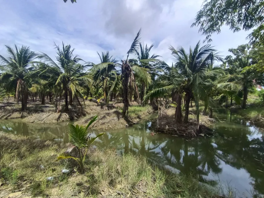 ขาย ที่ดิน สุพรรณบุรี สวนมะพร้าว