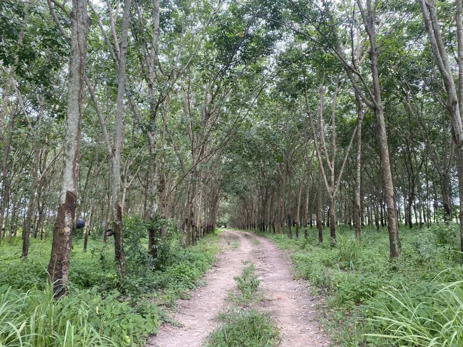 ขาย ที่ดิน EEC ระยอง อ.นิคมพัฒนา​ ต.พนานิคม​