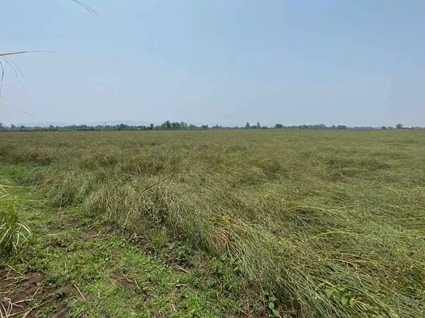 ขายที่ดินนา เพชรบูรณ์ อำเภอหนองไผ่ ผู้เช่าพร้อม ทำเลน่าลงทุน