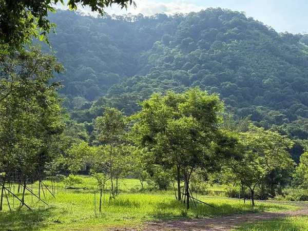 ขายที่เนินหอม เขาใหญ่ 37ไร่ ที่ติดเขาติดน้ำ เนินหอม เมืองปราจีนบุรี มีแหล่งน้ำธรรมชาติ ใกล้ทางขึ้นอุทยานเขาใหญ่ฝั่งปราจีน มีน้ำในที่ เหมาะปลูกป่าทำสวน ขายถูก ที่มีไม้เศรษฐกิจ ต้นไม้สวนผลไม้ 087-907404
