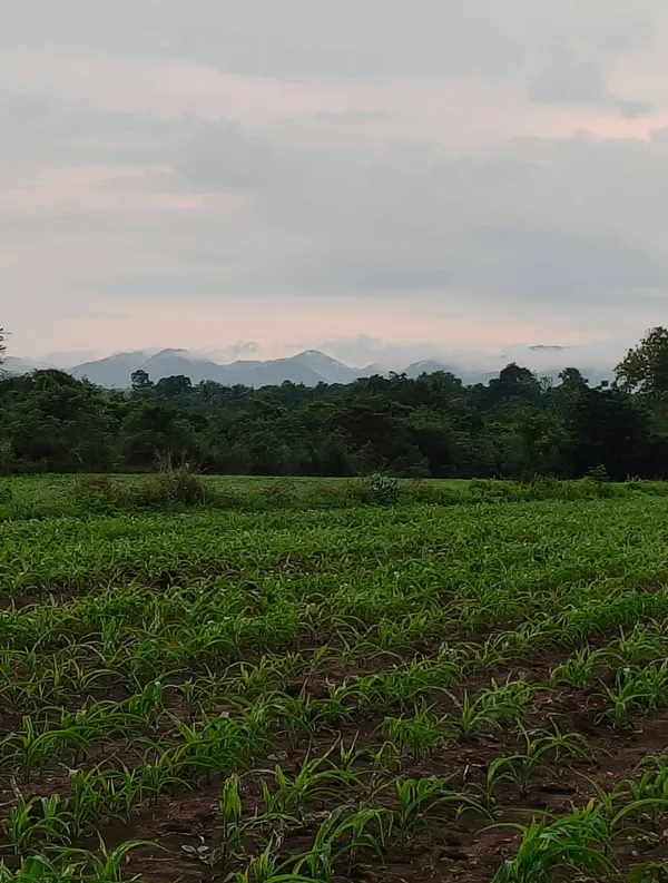 ขายที่วังไทร 16 ไร่ ปากช่อง ขายถูก ด่วน ไร่ละ 750,000 ที่ดินติดน้ำ วิวเขาปากช่องสวยเลย ใกล้เขายายเที่ยง ใกล้เทศบาลวังไทร ใกล้ถนนมิตรภาพ หนองสาหร่าย ราคาร้อน 087-9074045
