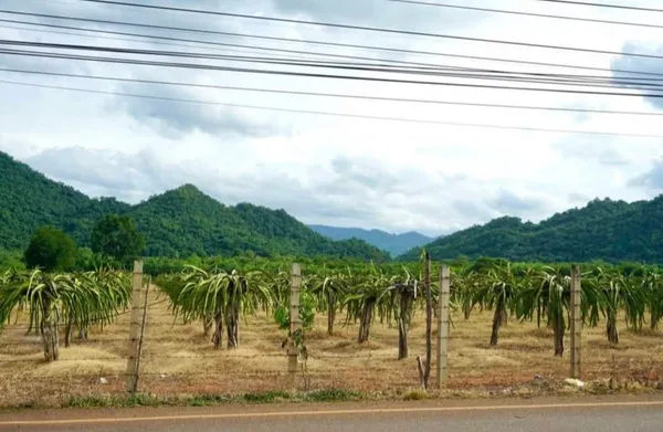 ขายที่ดินหนองน้ำแดง เขาใหญ่ เขาวง 10 ไร่ ติดถนนเส้นหลัก ใกล้มอเตอร์เวย์ M6 ที่สวย วิวเขาสวยชัดมาก ใกล้ถนนธนะรัชต์ ศูนย์ผู้นำ CP ที่สวย วิวเขาสวยชัดมาก ที่ใกล้ภูเขา วิวเขาล้อมรอบ 0879074045