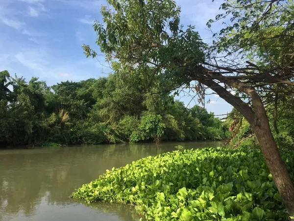 ด่วน ขายที่ดินติดน้ำ ที่ริมแม่น้ำน้อย เสนา บ้านโพธิ์ อยุธยา ที่ดินริมน้ำ 3 ไร่ หน้ากว้างติดน้ำสวย ใกล้ถนนเสนารุ่งเรือง ใกล้สี่แยกเสนาพระนครศรีอยุธยา ร้านค้า ตลาดสดบ้านแพน ขายถูก ราคาร้อน