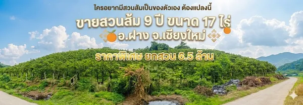 โอกาสทองหลุดจอง! ขายยกสวนส้มฝาง 17 ไร่เศษ สภาพสมบูรณ์พร้อมเก็บกำไรต่อทันที เพียง 6.5 ล้าน (ต่อรองได้)