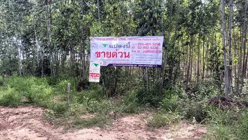 ที่ดินพร้อมสวนป่ายูคาลิปตัส 20-0-18 ไร่ สันป่าตอง นาเชือก มหาสารคาม