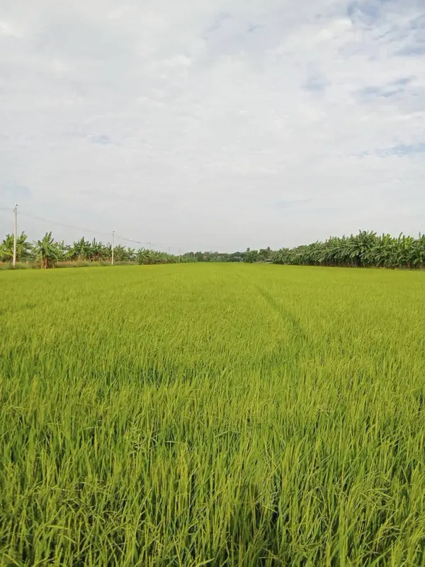 ขายที่ดินเปล่า ตำบลมะขามล้ม  อำเภอบางปลาม้า สุพรรณบุรี