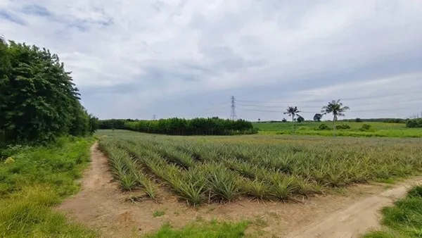 ขายที่ดิน 15 ไร่ เหมาะสำหรับสร้างโรงงานโกดัง หนองอิรุณ บ้านบึง ชลบุรี