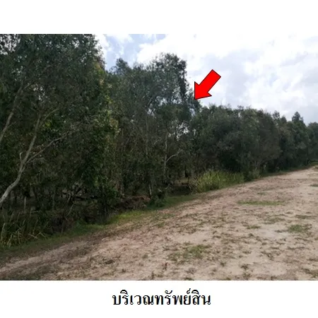 ทรัพย์ บสส. รหัส 1T0098 ที่ดินเปล่า นครศรีธรรมราช 9019000