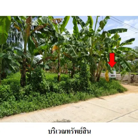 ทรัพย์ บสส. รหัส 3A0325 ที่ดินเปล่า  สงขลา 1115000
