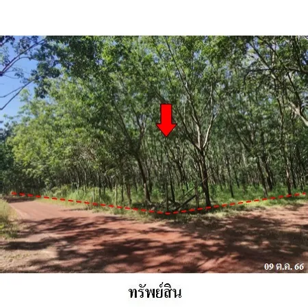 ทรัพย์ บสส. รหัส 3A0733 ที่ดินเปล่า บึงกาฬ 5808000