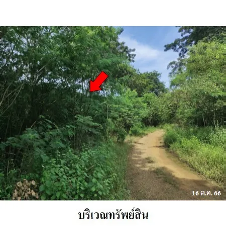 ทรัพย์ บสส. รหัส 8Z1362 ที่ดินเปล่า เพชรบูรณ์ 203000