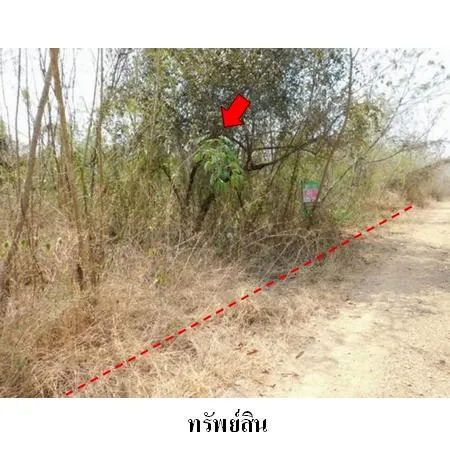 ทรัพย์ บสส. รหัส 8Z2134 ที่ดินเปล่า  เพชรบูรณ์ 206000