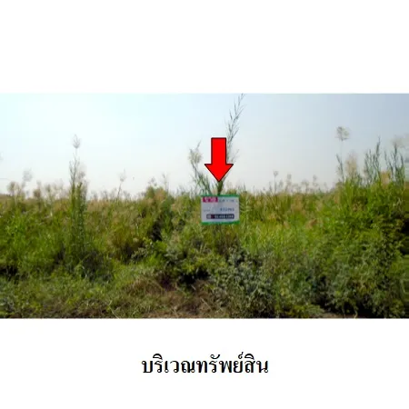 ทรัพย์ บสส. รหัส 8Z2968 ที่ดินเปล่า  พระนครศรีอยุธยา 328000