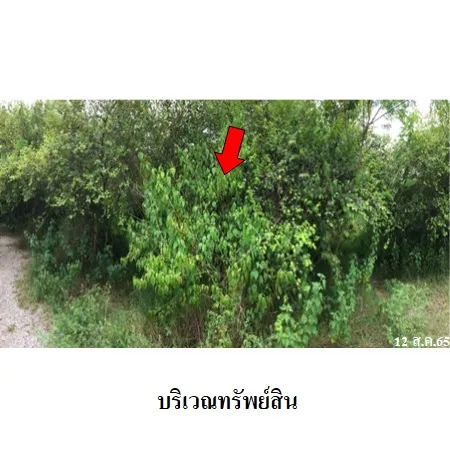 ทรัพย์ บสส. รหัส 8Z3217 ที่ดินเปล่า ลำพูน 473000