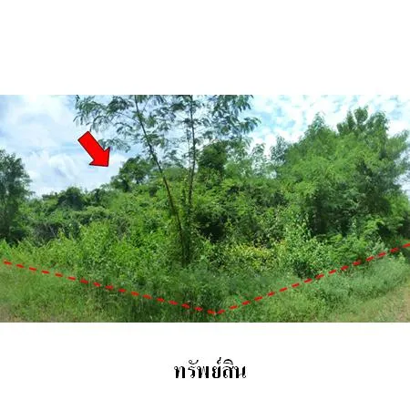 ทรัพย์ บสส. รหัส 8Z4107 ที่ดินเปล่า เพชรบูรณ์ 225000