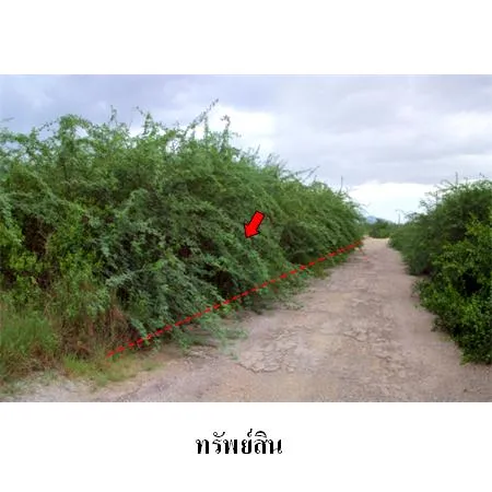 ทรัพย์ บสส. รหัส 8Z4752 ที่ดินเปล่า  เพชรบุรี 1128000