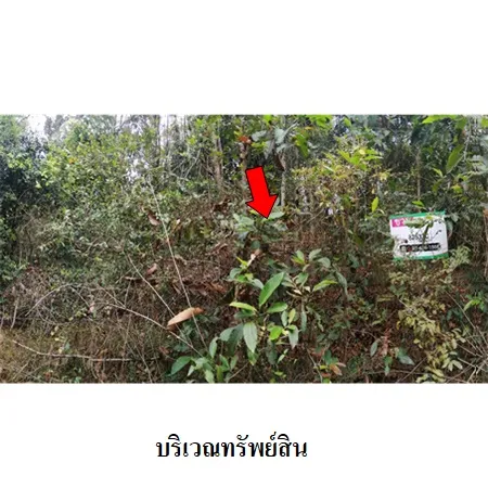 ทรัพย์ บสส. รหัส 8Z5370 ที่ดินเปล่า  ร้อยเอ็ด 340000