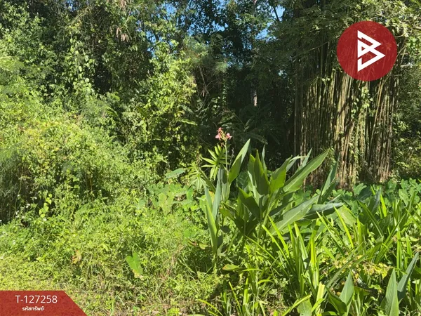 ขายที่ดิน เนื้อที่ 1 ไร่ 62 ตร.วา แม่แตง เชียงใหม่