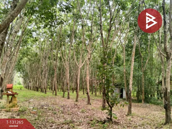 ขายที่ดิน เนื้อที่ 31 ไร่ 1 งาน 15 ตร.วา โขงเจียม อุบลราชธานี