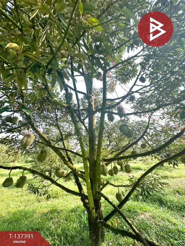 ขายที่ดิน เนื้อที่ 10 ไร่ 1 งาน 93.7 ตร.วา มะขาม จันทบุรี